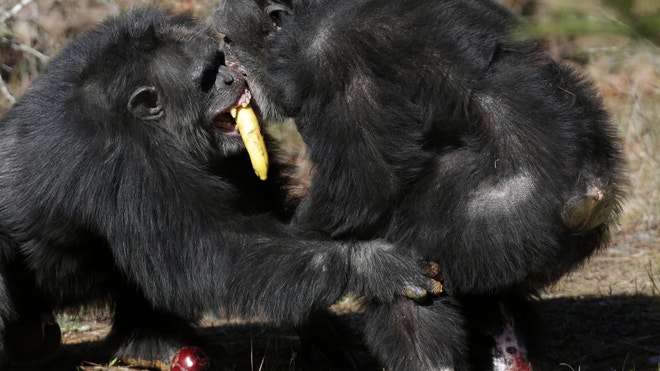 Two chimps tussle for food at Chimp Haven
